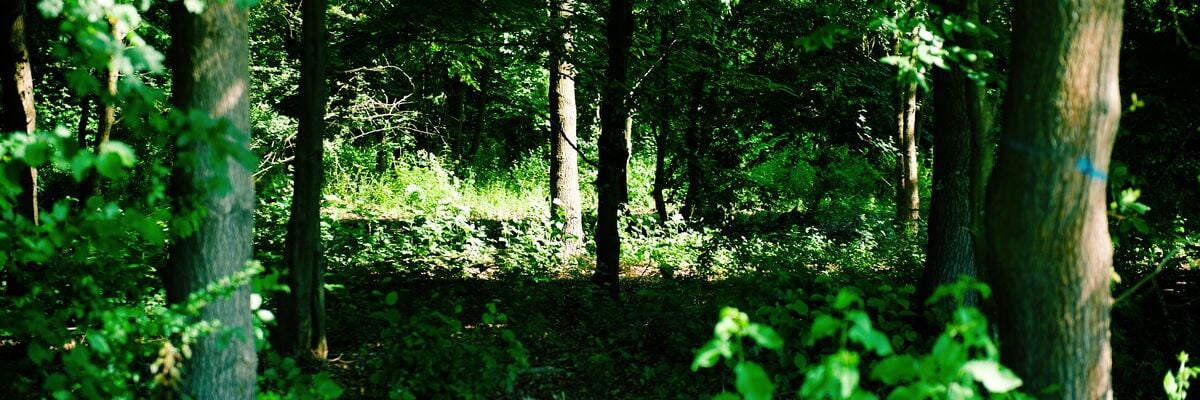 Colour photo: dense, very green vegetation with tree trunks partially illuminated by the sun and a feeling of freshness.