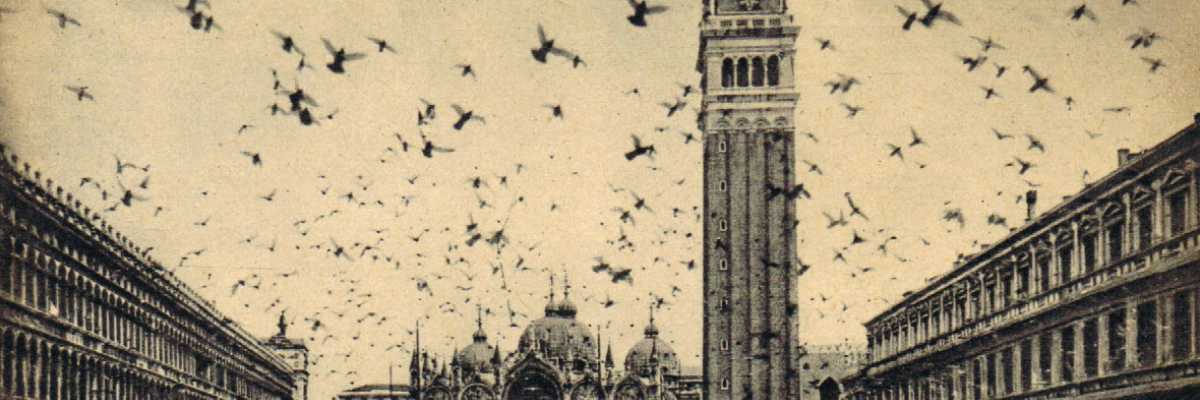 I piccioni in piazza San Marco, elemento tipico e ormai imprescindibile, nel centro storico della città.