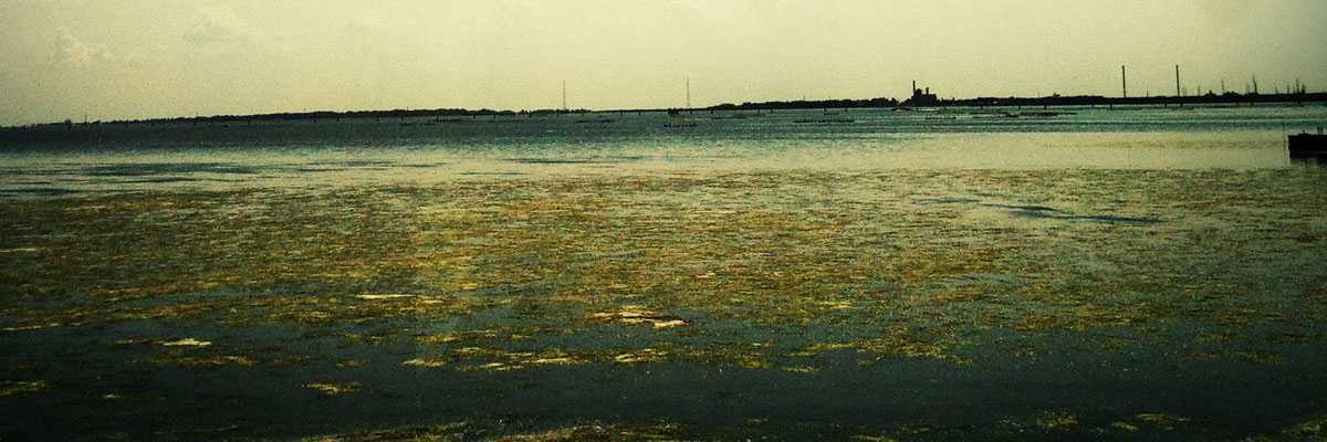 Panoramica della laguna di Venezia verso Porto Marghera con le alghe in affioramento.