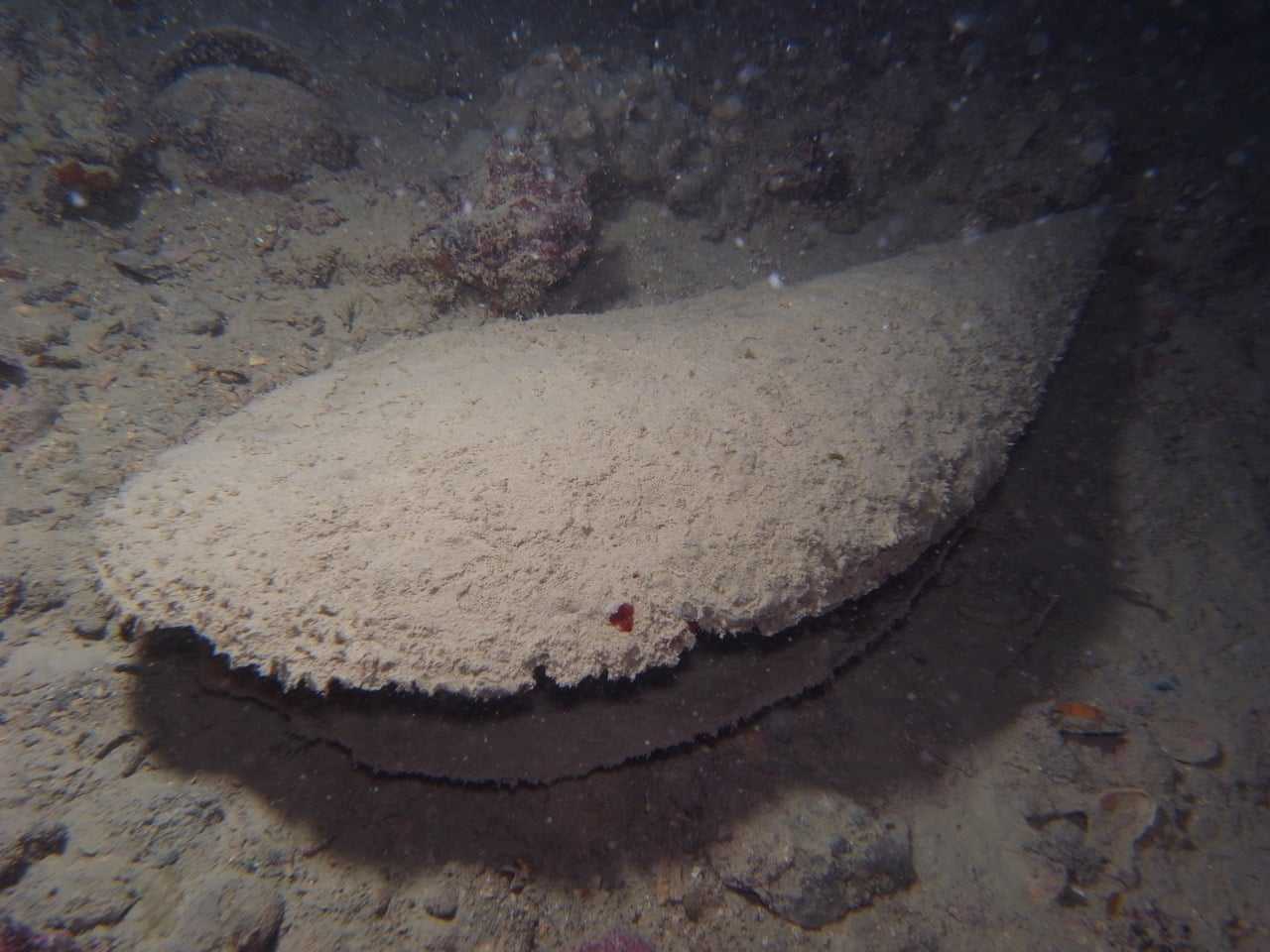 Pinna nobilis shell empty and uprooted after the death of the individual (photo: Shoreline soc. Coop. - CNR-ISMAR)